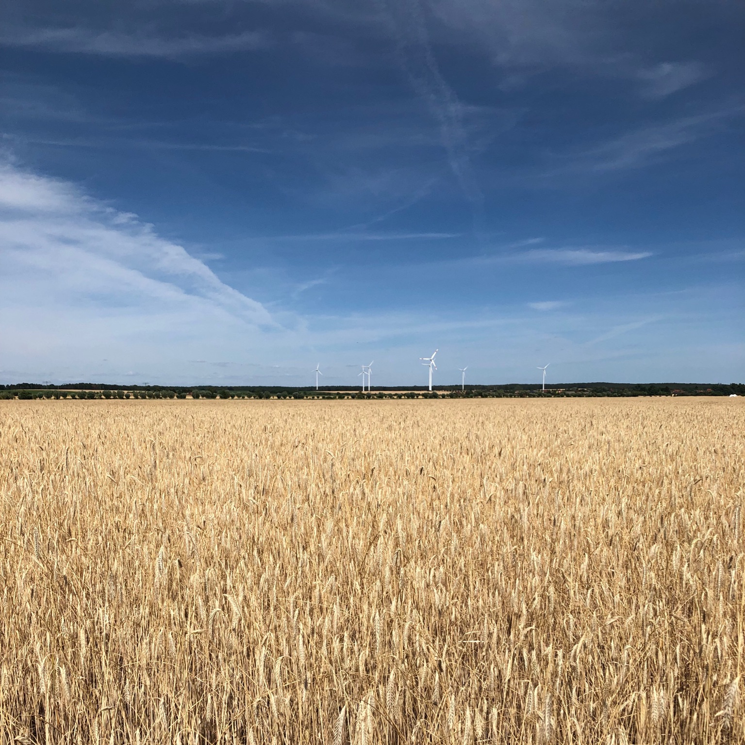 Corn field in Brandenburg. Heike Gäbler 2019.